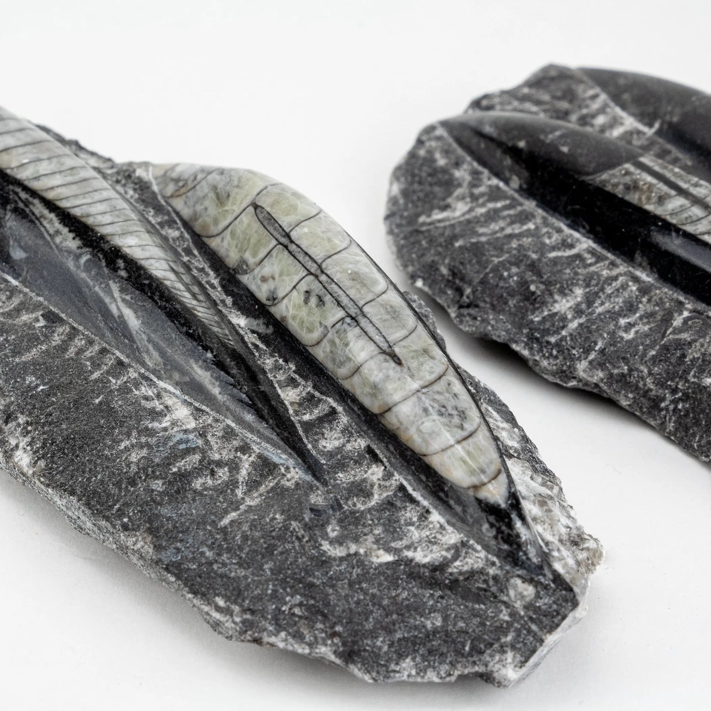 Double Polished Fossil Orthoceras in Matrix approx 100-130 mm 4-5" | Morocco