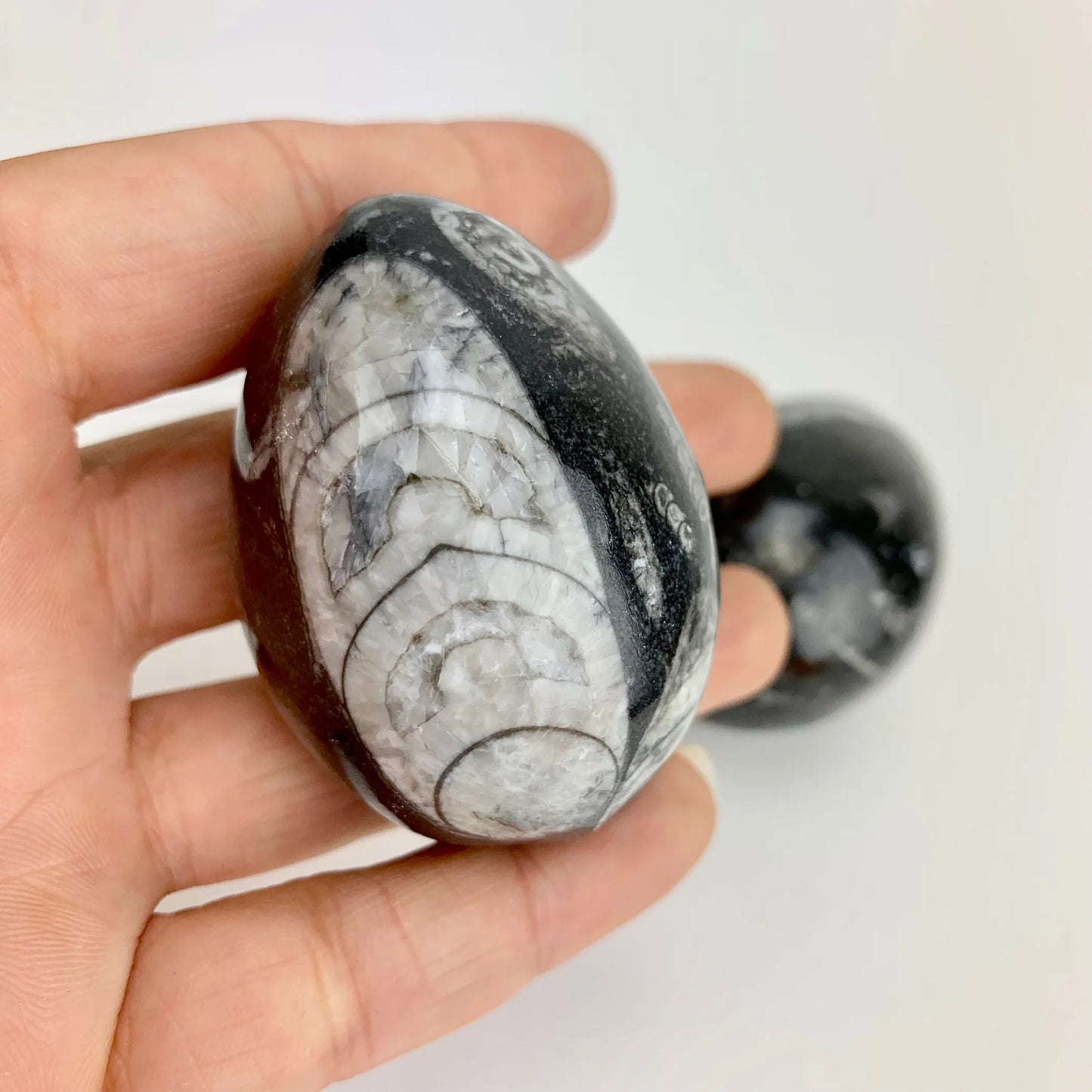 Orthoceras Fossil Egg | 50- 60 mm | Morocco