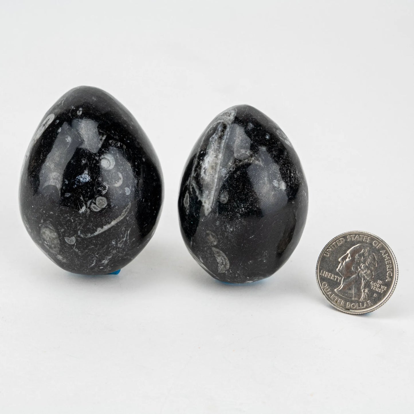 Orthoceras Fossil Egg | 50- 60 mm | Morocco