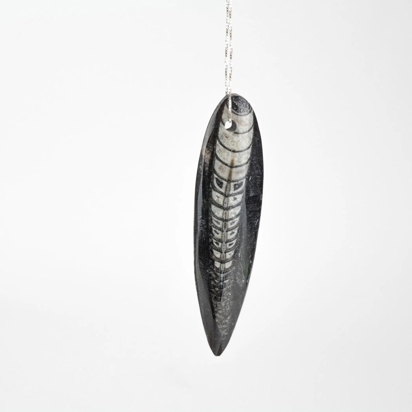 Polished Fossil Orthoceras | 50-75 mm | Pre-Drilled for Pendant Creations