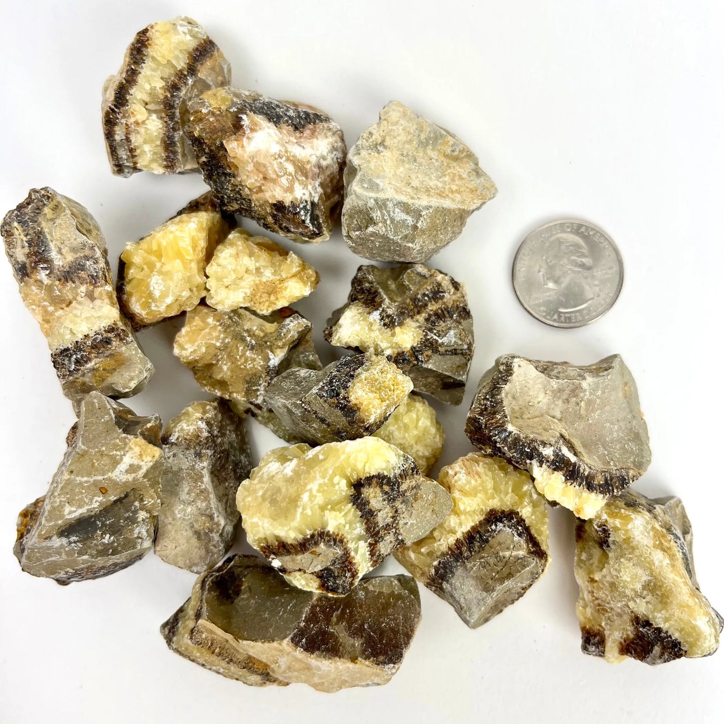 Septarian "Dragon Stone" | Rough | 25-40mm | 1lb