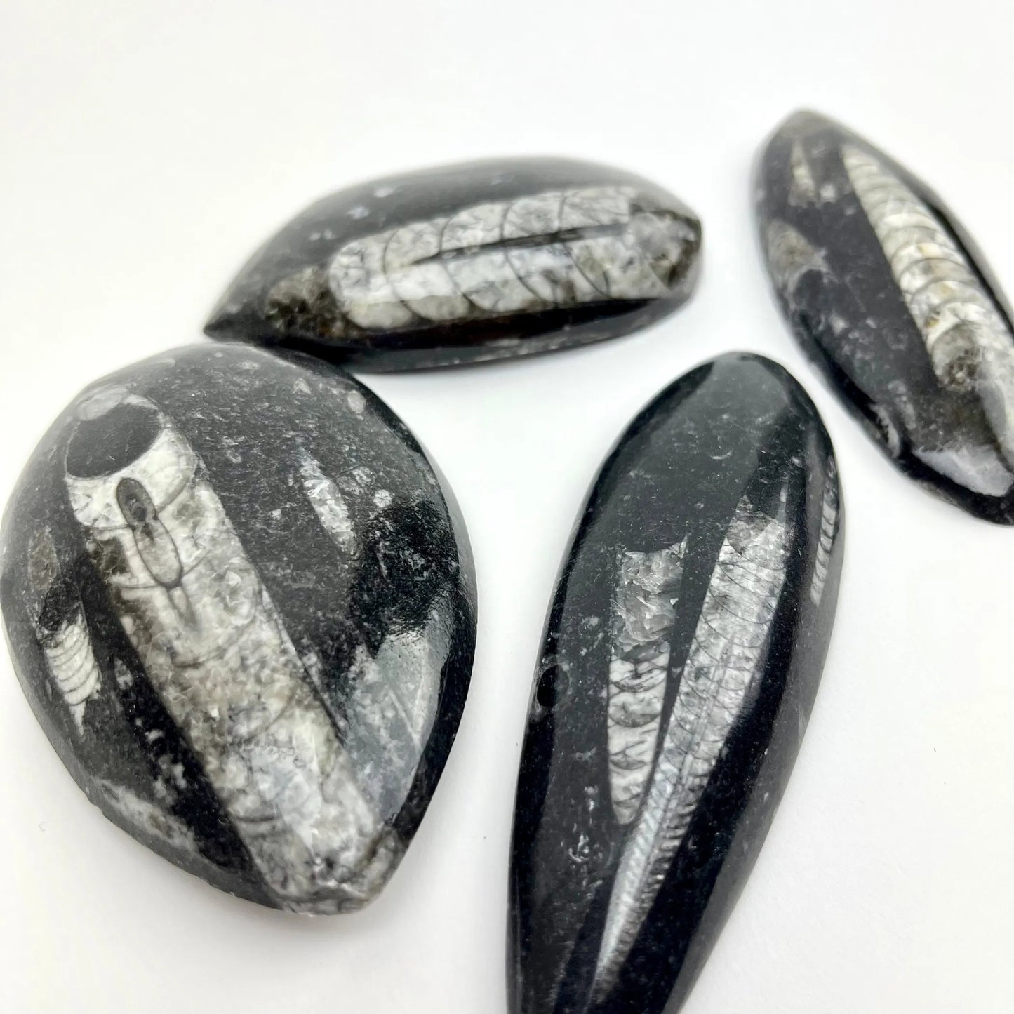 Polished Fossil Orthoceras | 50-100mm | Morocco