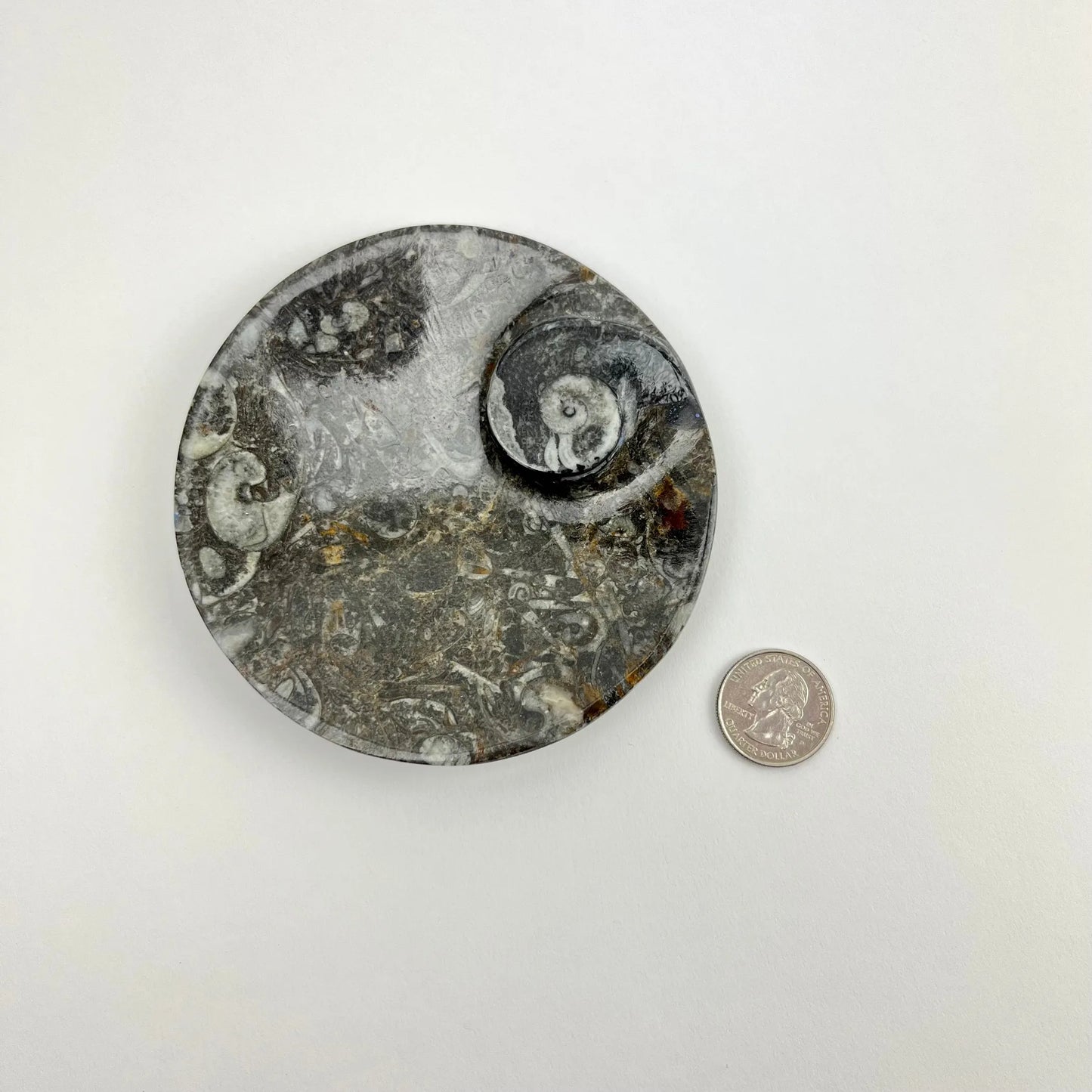 Fossil Round Dish | 100mm | Morocco