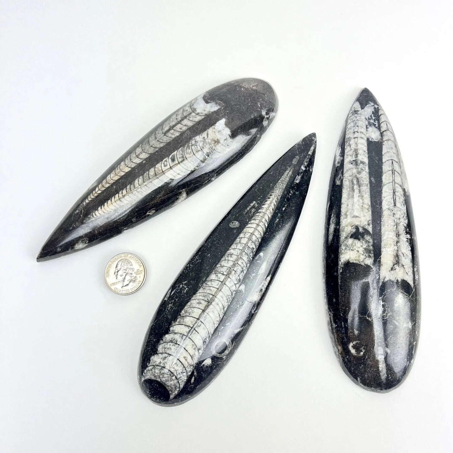 Polished Fossil Orthoceras | Large: 80-160mm | Morocco