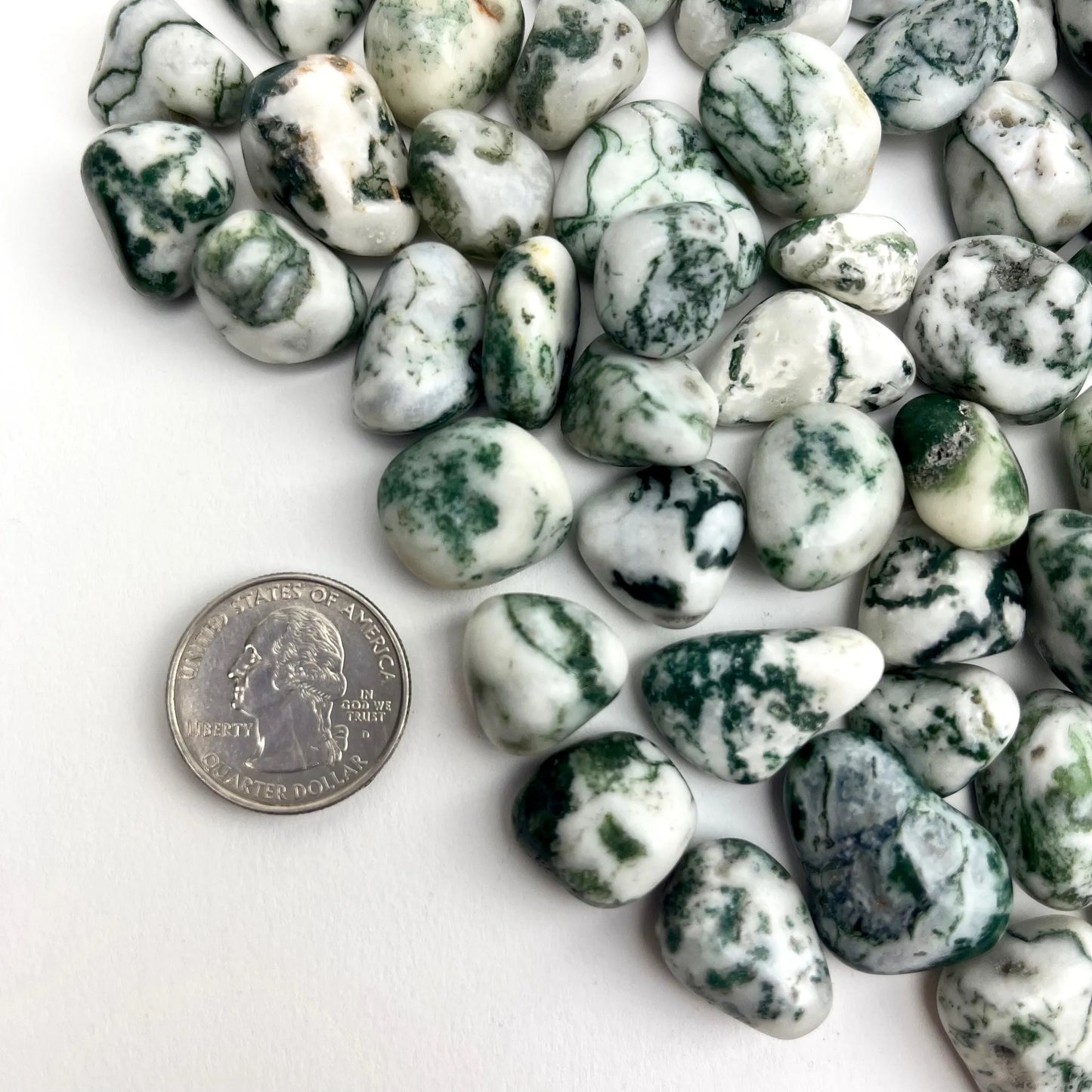 Tree Agate | Tumbled | 15-25mm | 1lb | India