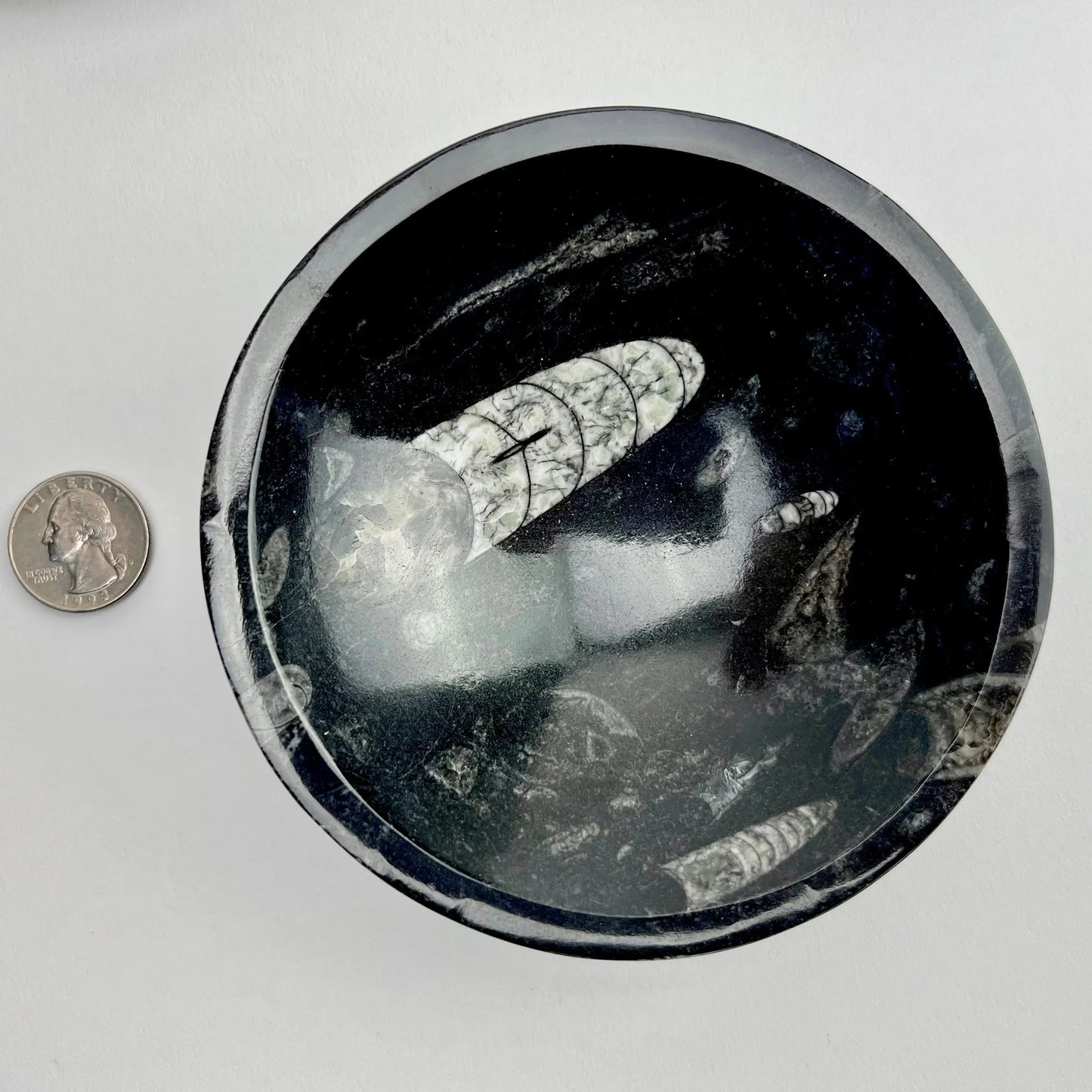 Orthoceras Fossil Bowl | Morocco | 120mm