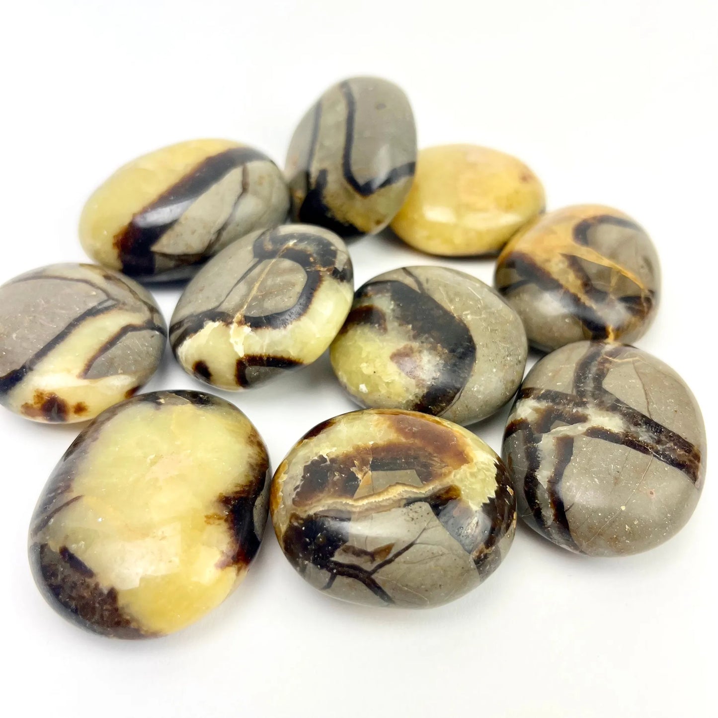 Septarian "Dragon Stone" | Palmstone | 40-50mm | Madagascar